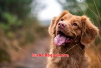 Furbo Dog Camera